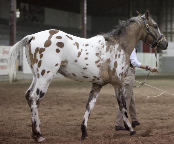 OK Breeders Showcase 11-0652s.jpg